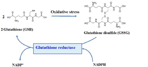 Schematic representation of the role of the glutathione reductase enzyme. | Download Scientific ...