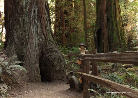 Muir Woods National Monument! - The Bill Beaver Project