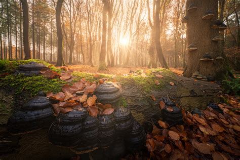 Ultimate Guide to Forest Photography | Iceland Photo Tours