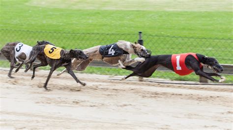 Ending Greyhound Racing in Florida - Animal Legal Defense Fund