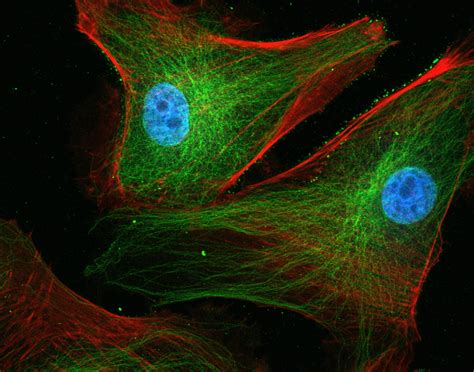 Neuro Microscopy Imaging Centre - McGill University