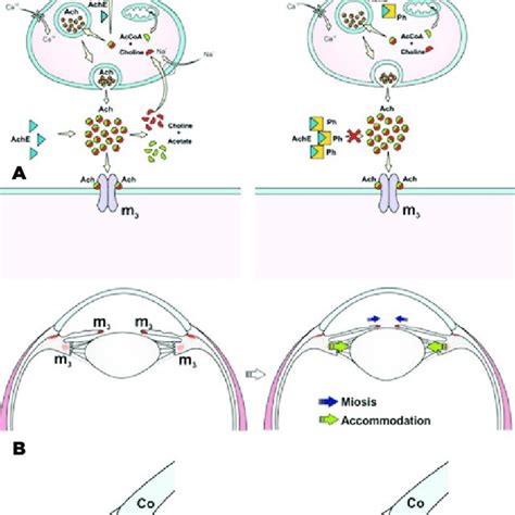 Mechanism of action of atropine. AcCoA, acetyl-CoA; Ach, acetylcholine ...