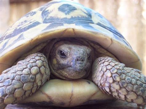 The Western Hermann's tortoise (Testudo hermanni hermanni) is a cryptodire. Cryptodires hide ...