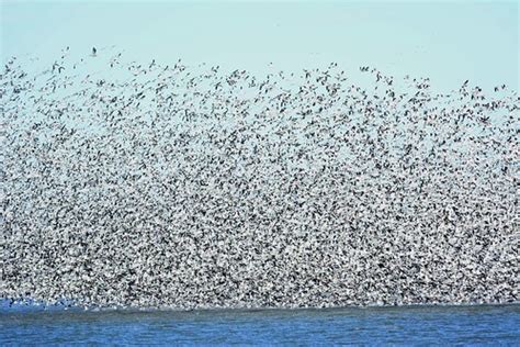 Snow Goose Migration | The snow goose migration is well unde… | Flickr