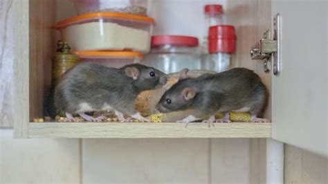 What Causes Rat Infestation