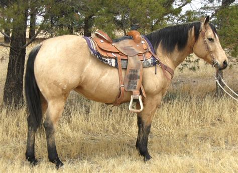 Buckskin Horse : The tail, legs, and mane of buckskin horses are of solid a buckskin horse is a ...