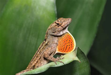 8 Signs Your Anole Is Dying + How You Can Help - Reptile Craze