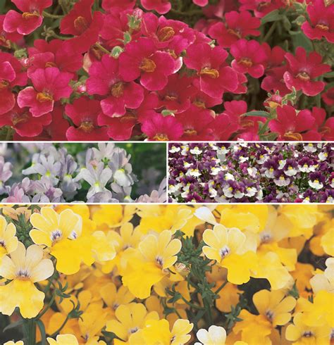 Nemesia Multiple Varieties | Nemesia | Kings Garden Center