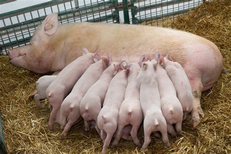 Improving neonatal piglet survival is a key focus today