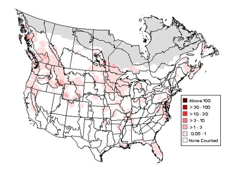 Bald Eagle : Minnesota Breeding Bird Atlas