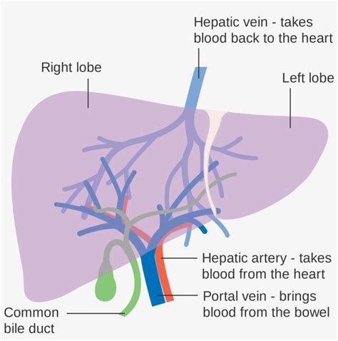 Lobes Of Liver Diagram