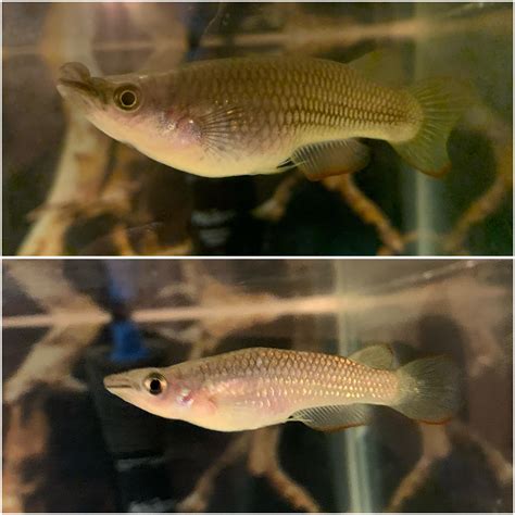 My Golden Wonder Killifish looks like it has lip injections! This is ...