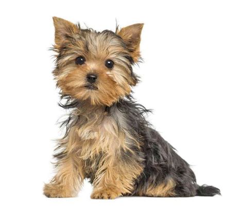 Male Yorkie Names Perfect For Cute Boys Like Yours