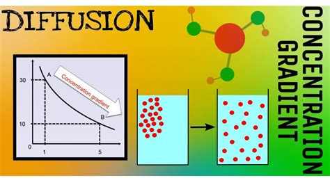 Diffusion & Concentration Gradient | Biology | - YouTube