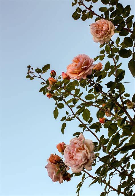 ohne Titel | Flower wallpaper, Flowers photography, Aesthetic pastel ...