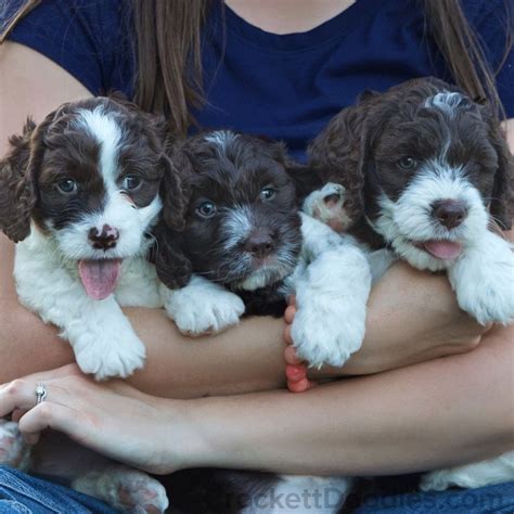 Springerdoodle puppies for sale! | Sproodle puppies, Doodle puppy ...