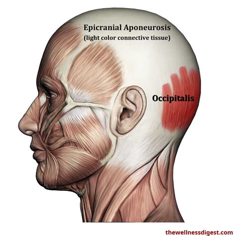 Occipitalis Anatomy: Origin, Insertion, Action, Innervation - The Wellness Digest