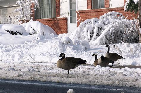 Fort Collins Weather: Snow Expected Monday Morning