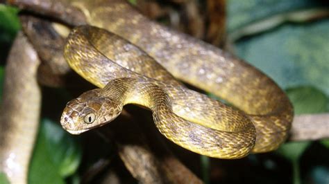 Invasive snakes threaten forests on Pacific island of Guam - BBC News