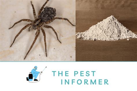 Does Diatomaceous Earth Kill Spiders? Natural Spider Control Solutions