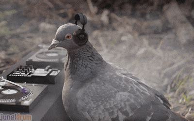 Clay Pigeon Shooting Price GIFs - Get the best GIF on GIPHY