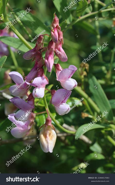 Pink Flowering Axillary Indeterminate Raceme Inflorescence Stock Photo 2280017083 | Shutterstock