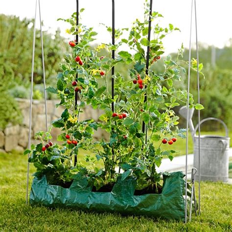 How to Grow Tomatoes - Williams-Sonoma Taste