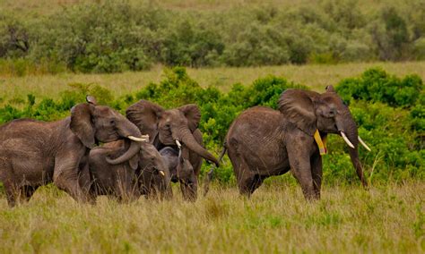 Tracking elephant migrations | Magazine Articles | WWF