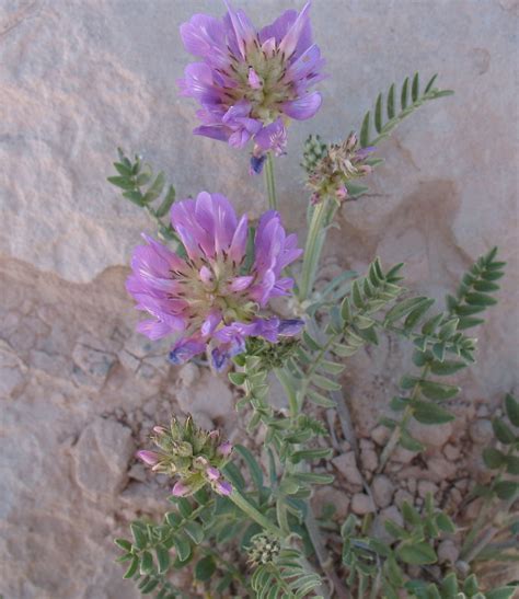 Colorado wildflowers search results Search: purple | Colorado wildflowers, Wild flowers, Colorado