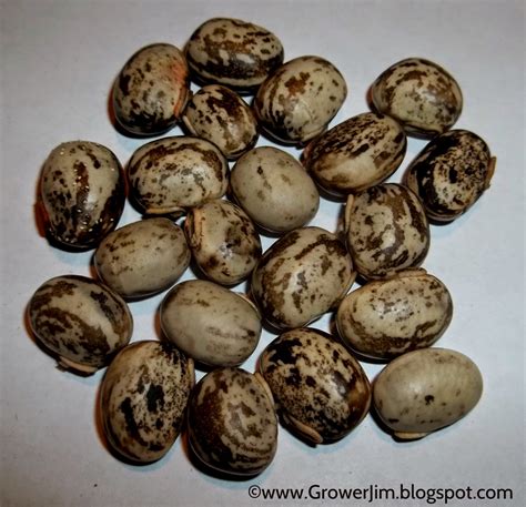 Garden Adventures: Velvet bean (Mucuna pruriens var. utilis)