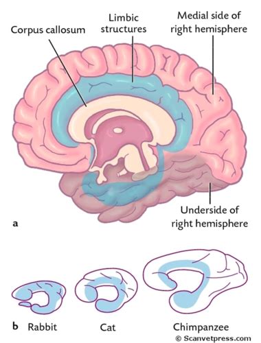 Hypothalamus & Appetite Control Flashcards | Quizlet