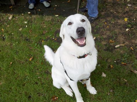 Zen Dog Training Blog: Juliet the Great Pyrenees/Lab Mix