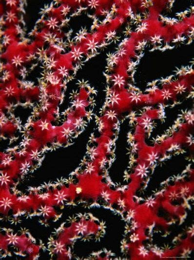 Red Gorgonian (Gorgonia sp.) in 2021 | Polyp coral, Coral frags, Coral