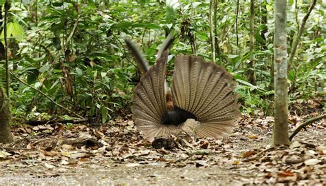 Sandakan Borneo Bird Club, Sabah, Malaysia: The Great Argus