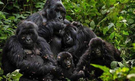 How Can We Help Mountain Gorillas Deal With Climate Change? | Magazine ...