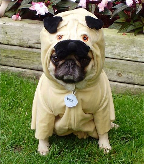 25 Crazy Pet Costumes That Put Yours to Shame | Pugs in costume, Pugs funny, Pugs