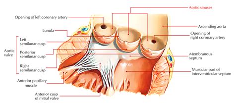 Aortic Sinuses – Earth's Lab