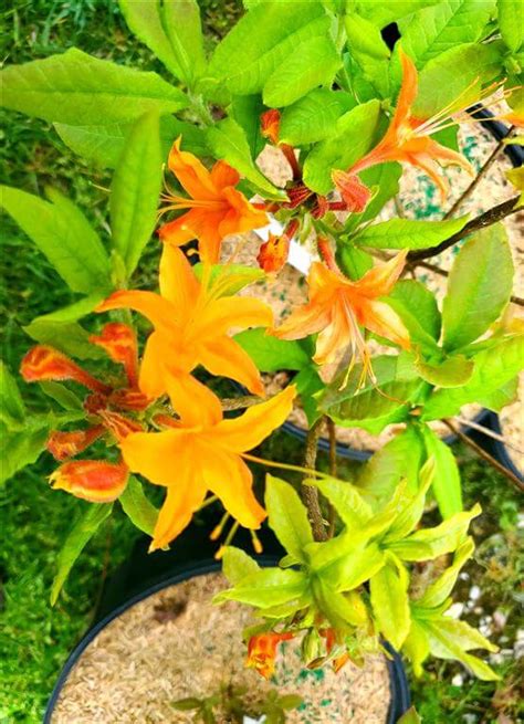 Flame Azalea for sale at Maples N More Nursery