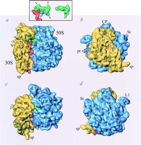 Solution Structure of the E. coli 70S Ribosome at 11.5 Å Resolution: Cell