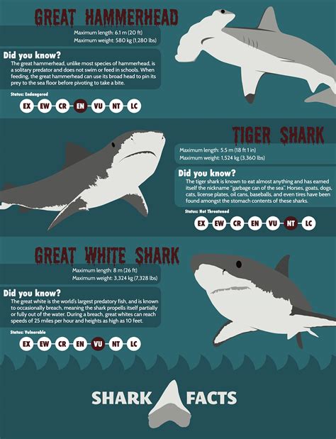 Shark Facts Infographic | Behance :: Behance