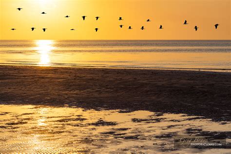 Silhouettes of flock of geese flying across orange sky at sunset above ocean water, Victoria ...