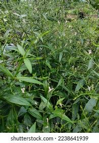 Photo Andrographis Paniculata Plant Called Sambiloto Stock Photo 2238641939 | Shutterstock