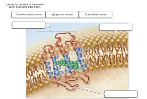 Solved Identify the domains of this protein. | Chegg.com