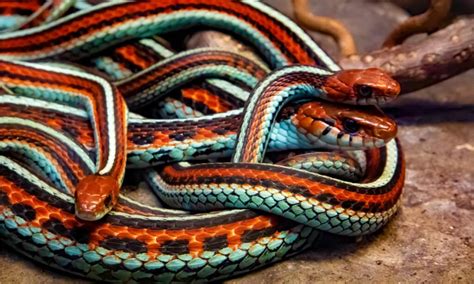 See the 10 Coolest Looking Snakes Found Slithering Around the United States - A-Z Animals