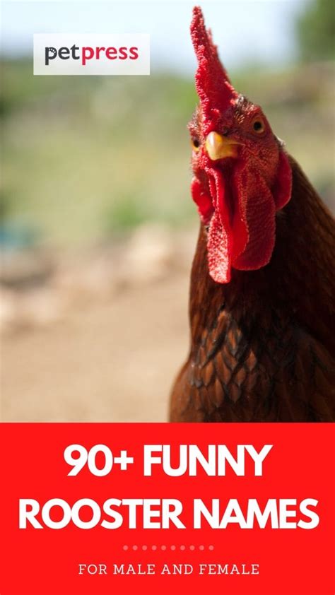 90+ Funny Rooster Names You Can't Help But Laugh At