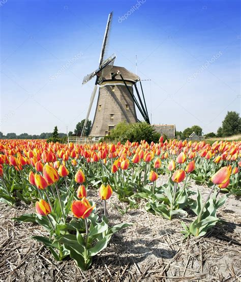 Windmill and tulips — Stock Photo © Corepics #4879191