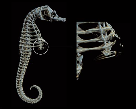 Secrets of pregnancy in male seahorses - Microscopy Australia