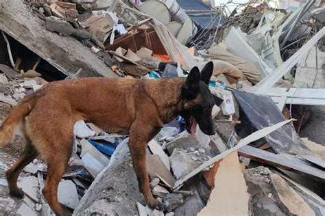 Dogs in Uzbek team played crucial role during search, rescue operations in quake-hit Turkiye ...