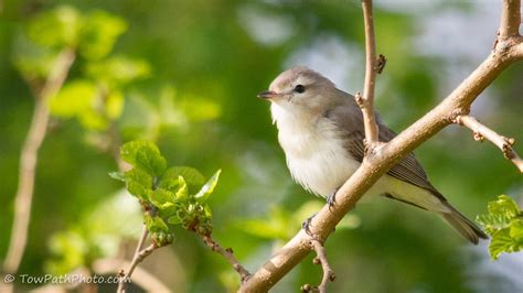 Warbling vireo - song / call / voice / sound.