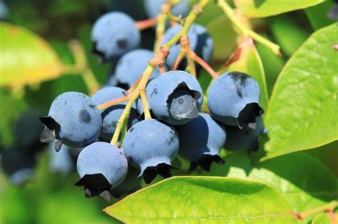 Nutritious and delicious, blueberries are a super food you can grow yourself. Before planting ...